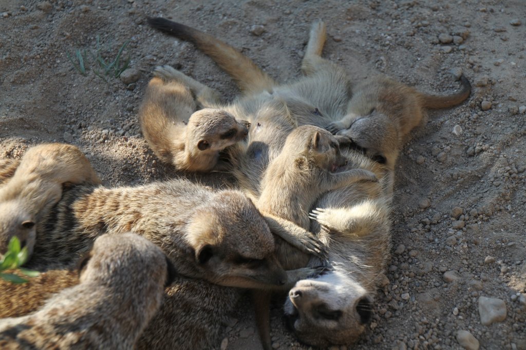 Nachwuchs bei den Erdmnnchen. Leipziger Zoo am 26.6.2010.