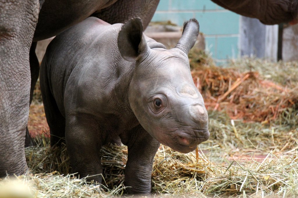 Nachwuchs bei den Ostafrikanischen Spitzmaulnashrnern (Diceros bicornis michaeli) am 25.2.2010 im Zoologischen Garten Berlin.