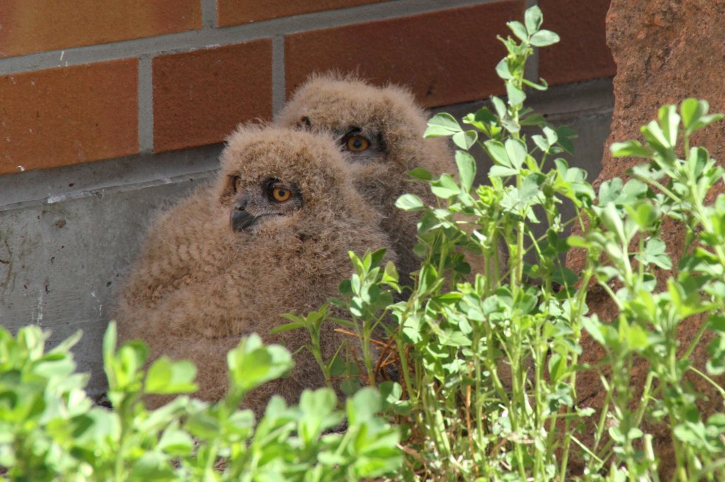 Nachwuchs bei den Turkmenen-Uhus (Bubo bubo omissus) am 18.4.2010 im Tierpark Berlin.