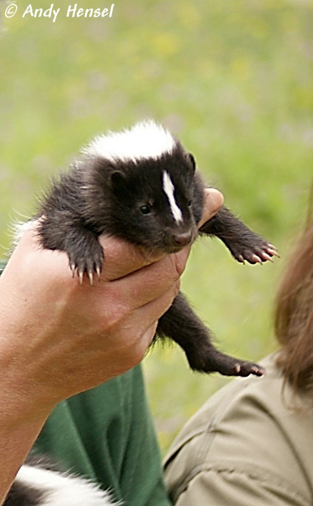 Nachzucht von Streifen-Skunks im Tierpark Berlin.