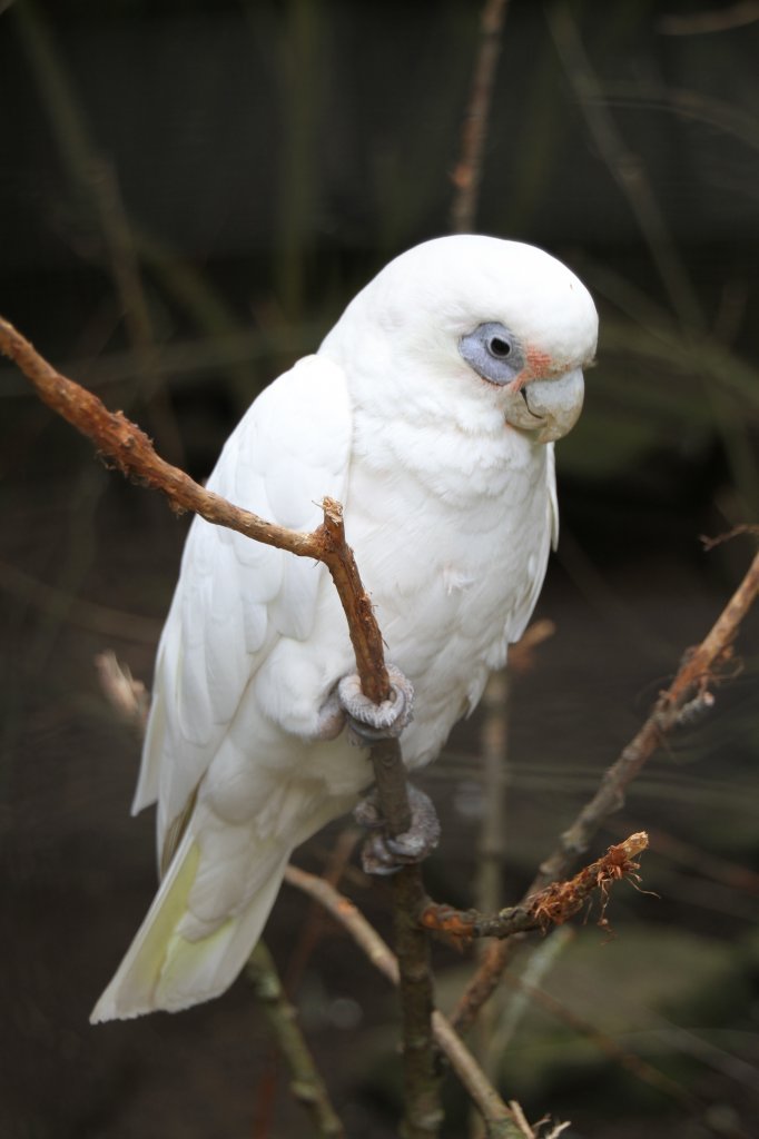 Nacktaugenkakadu (Cacatua sanguinea) am 22.6.2010 im Leintalzoo bei Schwaigern.
 
