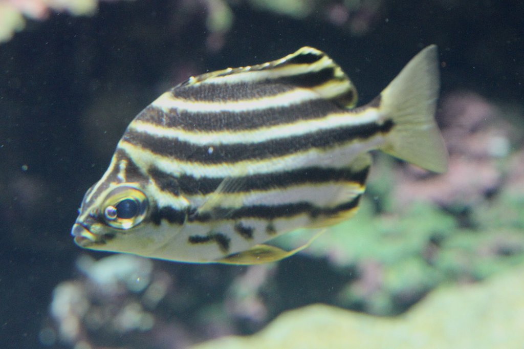 Nagasakifisch (Microcanthus strigatus) am 26.6.2010 im Zooaquarium Leipzig.