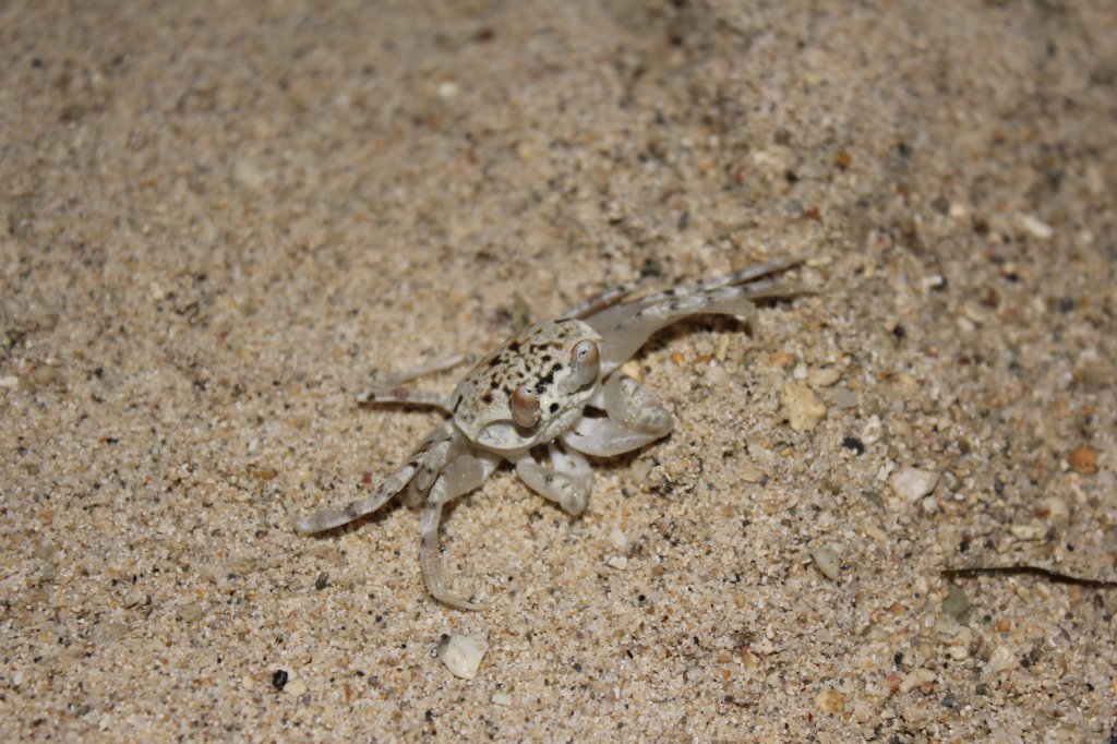 Nahansicht einer Geisterkrabbe auf Mauritius. 04.01.2011