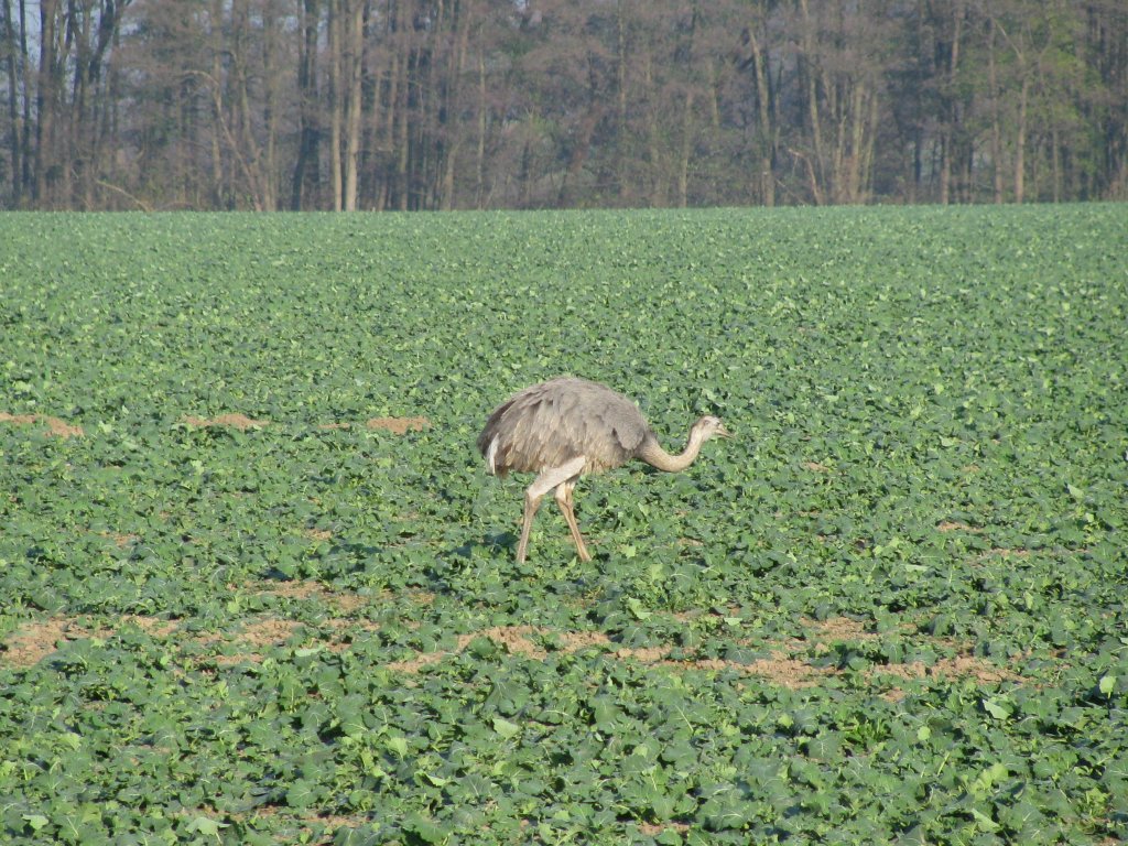 Nanbu, aufgenommen an der Strae [K 5] von Schattin nach Utecht am 12.11.2011