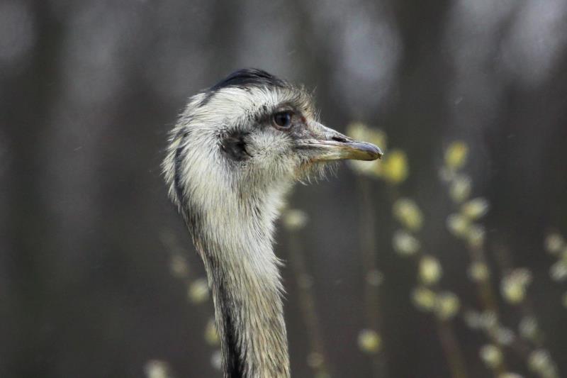 Nandu-Portrt. Fotografiert bei Bk (Herzogtum-Lauenburg); 09.04.2012