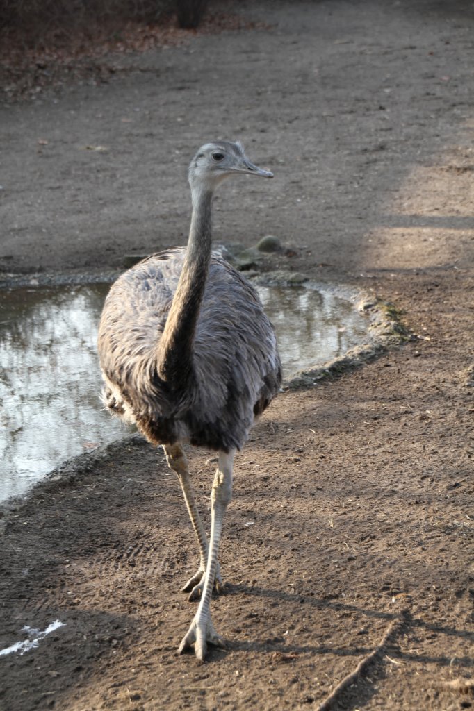 Nandu (Rhea americana) am 11.3.2010 im Zoo Berlin.