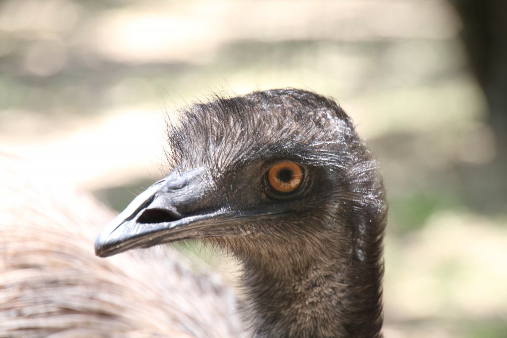Nandu (Rhea americana) am 16.6.2010 bei Montemor-o-Velho (Europaradise Parque Zoolgico).