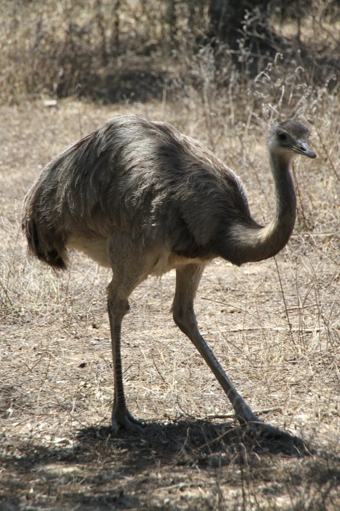 Nandu (Rhea americana) am 16.6.2010 bei Montemor-o-Velho (Europaradise Parque Zoolgico).