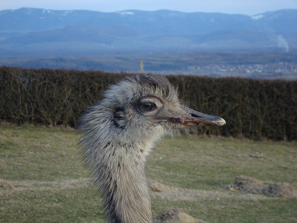 Nandu, sdamerikanischer Strau,bei uns als Ziergeflgel gehalten,
gesehen im Kaiserstuhl,
Mrz 2010