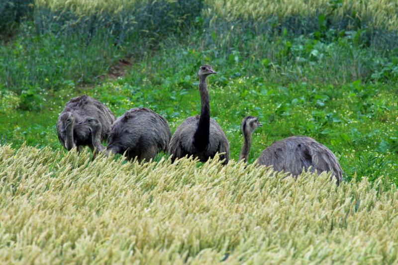 Nanduns im Getreidefeld bei Bk. Lkr. Herzogtum Lauenburg; 14.07.2011