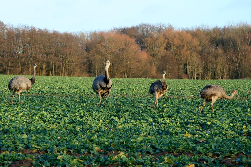 Nandus auf einem Feld bei Schattin (NWM); 24.12.2011