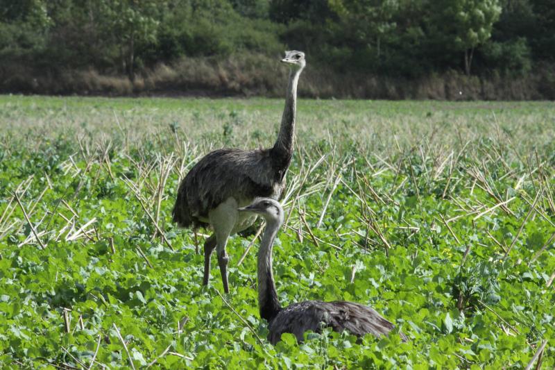 Nandus auf einem Feld bei Schattin (NWM); 06.09.2012