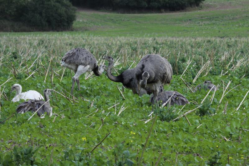 Nandus auf einem Feld bei Schattin; 06.09.2012