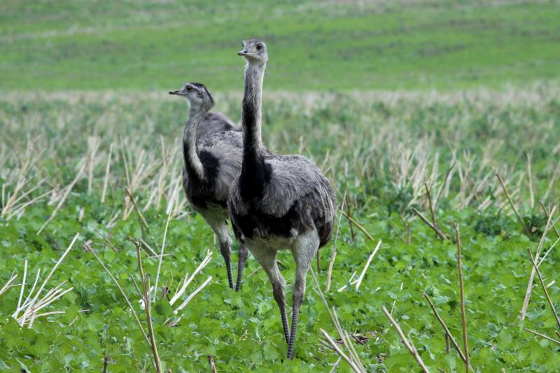 Nandus auf einem Feld bei Schattin; 06.09.2012