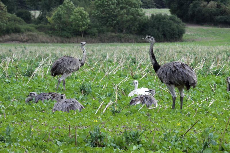 Nandus auf einem Feld bei Schattin; 06.09.2012