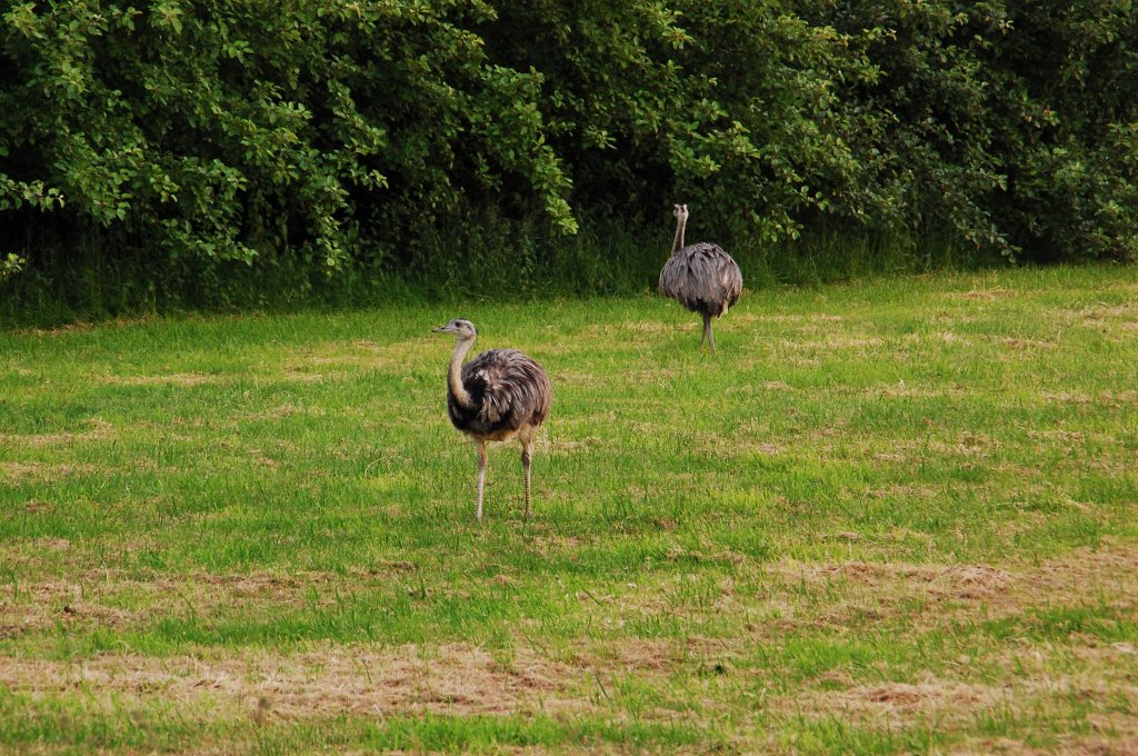 Nandus auf einer Weide.....nein nicht in Sdamerika, sondern in Westdeutschland. Foto vom 8.6.2012