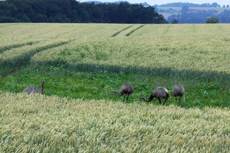 Nandus in einem Getreidefeld bei Bk in der Nhe vom Ratzeburger See; 14.07.2011