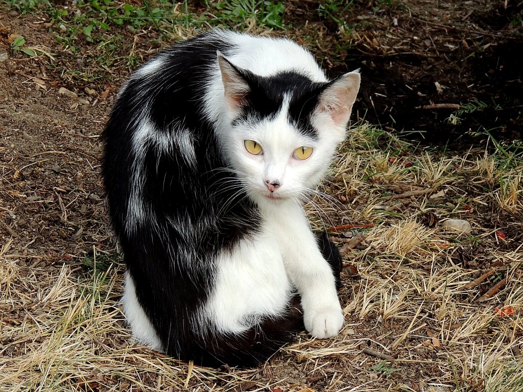 Nanu wer bist den du, wird sich wohl diese streunende Katze denken; 120929