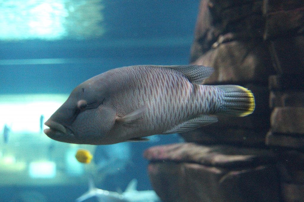 Napoleonfisch (Cheilinus undulatus) am 12.3.2010 im Zooaquarium Berlin.