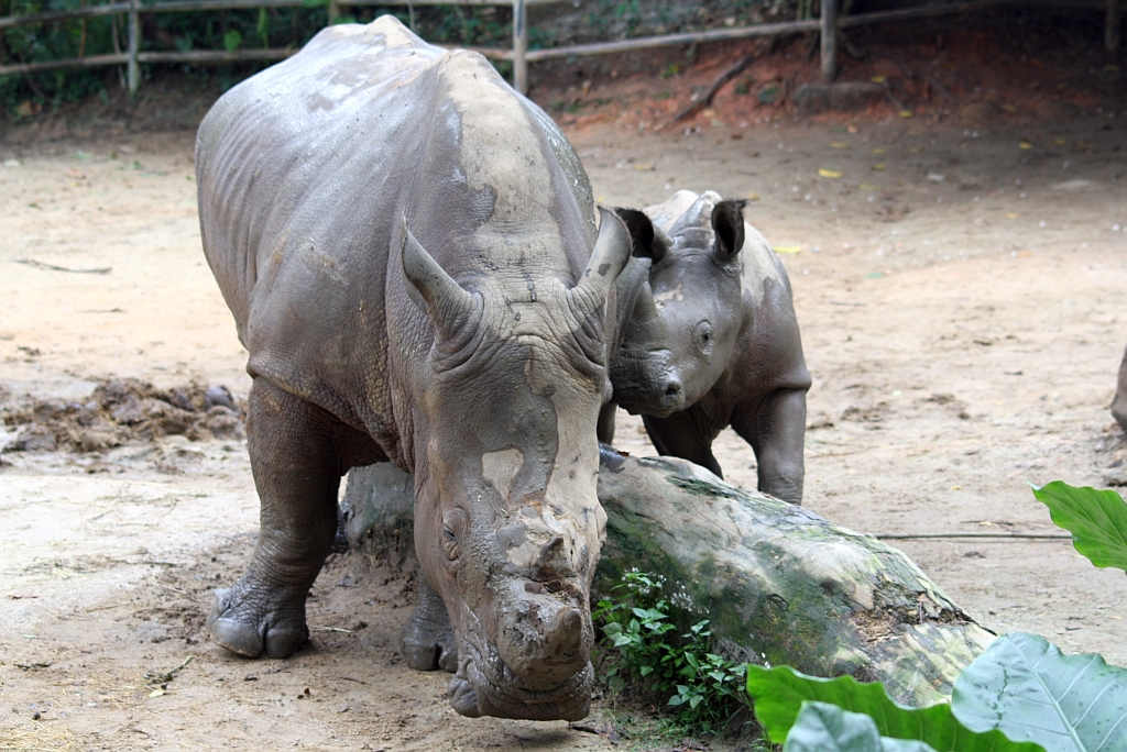 Nashorn mit Nachwuchs im Singapore Zoo am 11.Mai 2010.