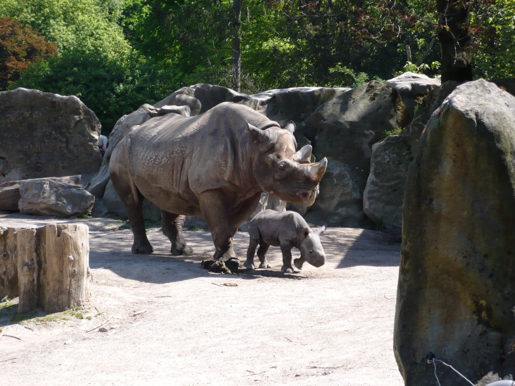 Nashorn und Nashorn JUNGES im ZOO KREFELD 