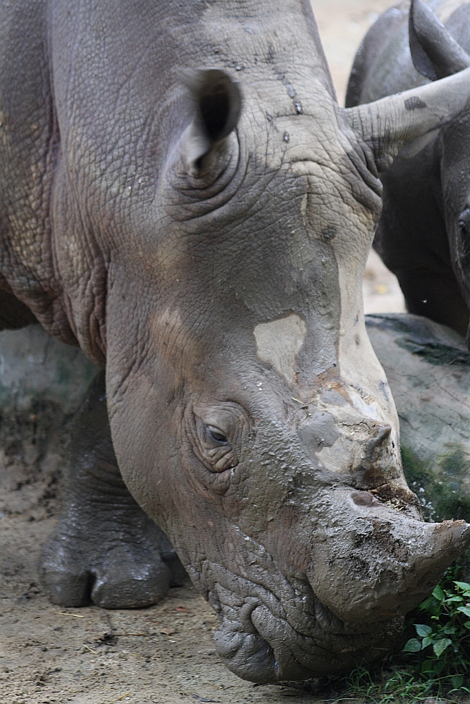 Nashorn im Singapore Zoo am 11.Mai 2010.