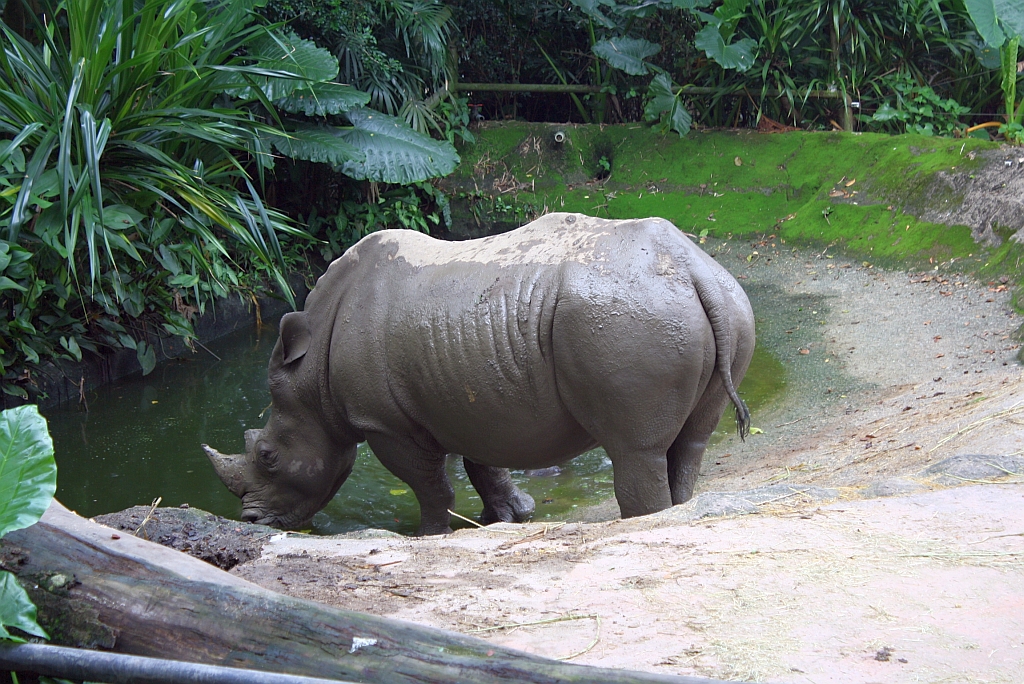 Nashorn im Singapore Zoo am 11.Mai 2010.