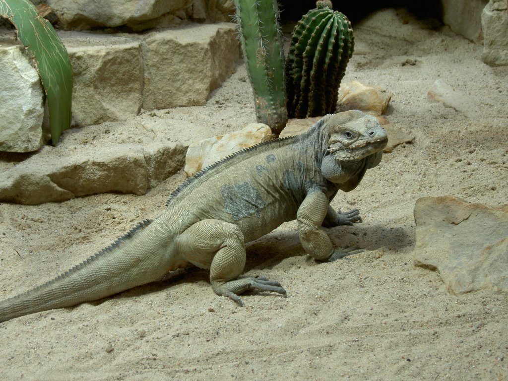 Nashornleguan im Aquarium des Zoologischen Gartens in Berlin.