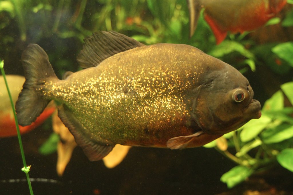 Natterers Sgesalmler oder auch Rotre Piranha (Pygocentrus nattereri) am 19.3.2010 im Zooaquarium Basel.