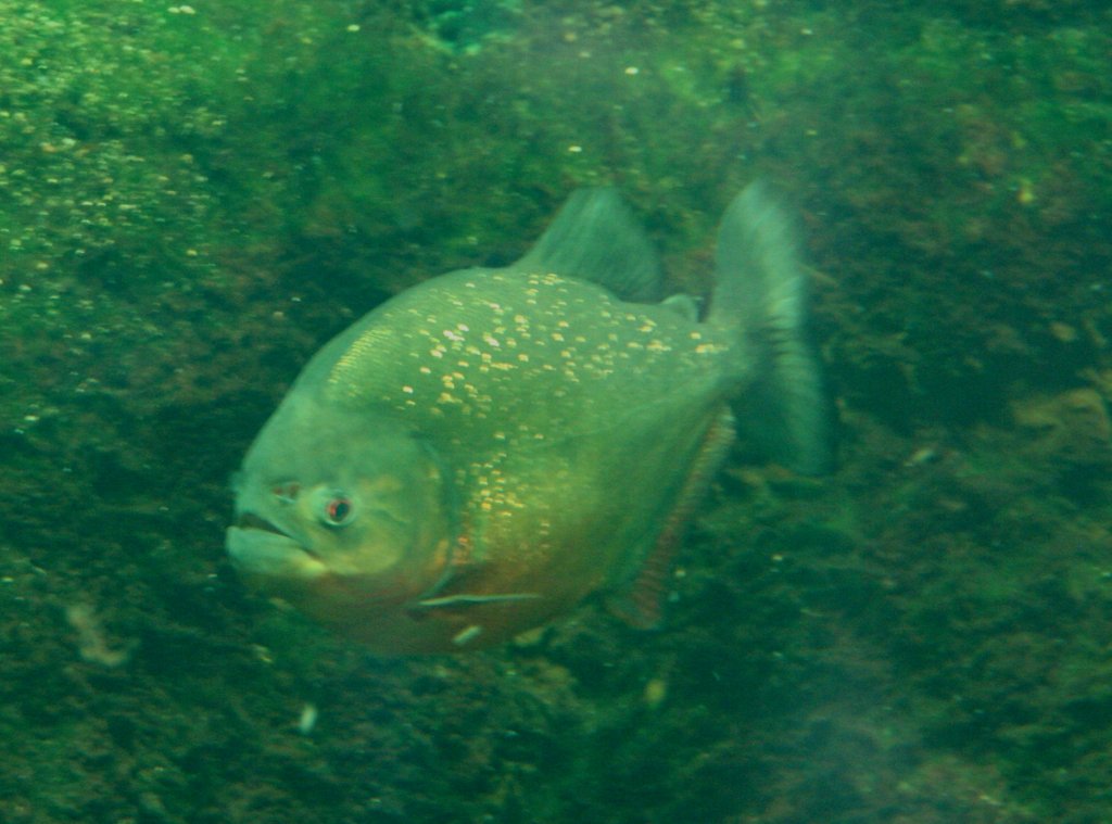 Natterers Sgesalmler oder Roter Piranha (Pygocentrus nattereri) am 12.12.2009 im Aquarium des Berliner Zoos.