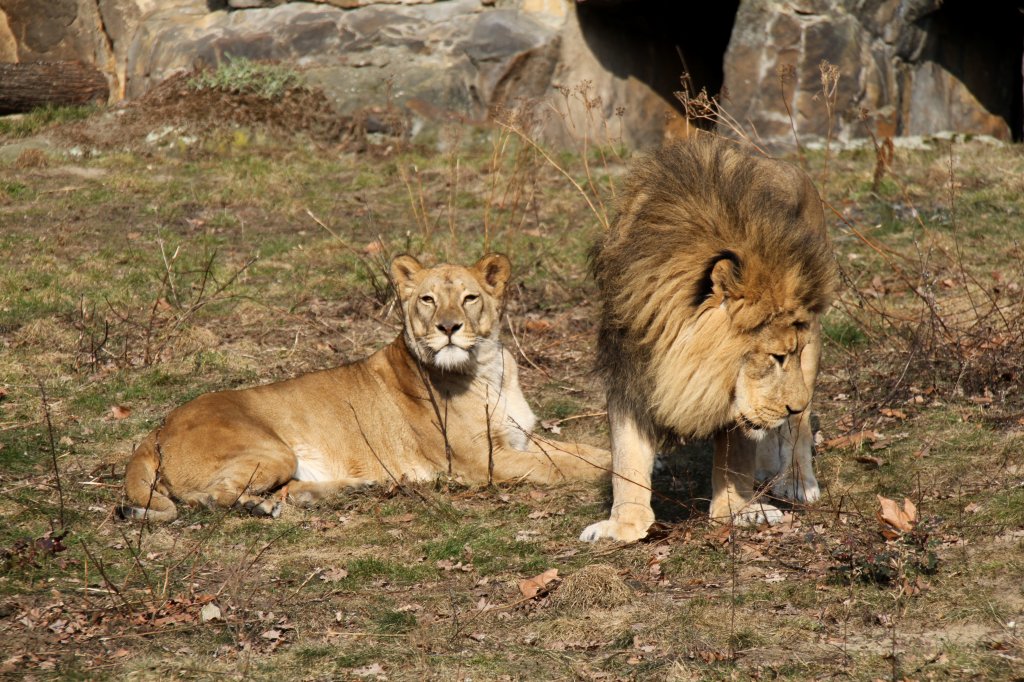 Natrlich fr die Frauen. Die mssen ja beeindruckt werden. Berberlwen (Panthera leo leo) am 11.3.2010 im Zoo Berlin.