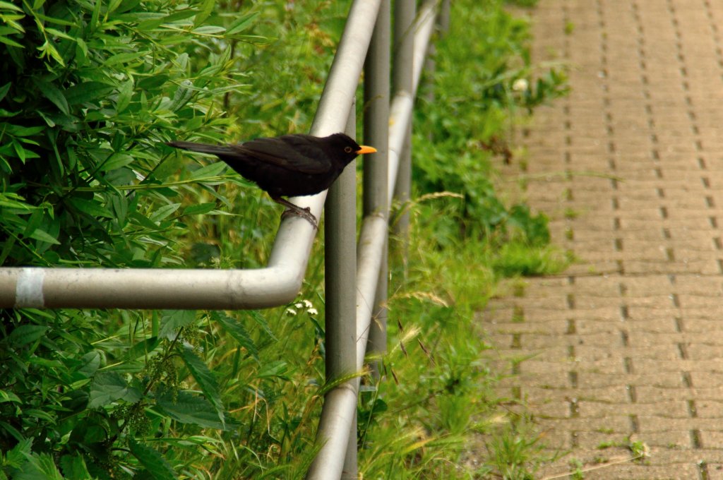 Ne Kuck ens doh, enne schwatte Mehrlinger....sagt man wo ich wohne.
Schwarzdrossel sitzt auf einen Absperrgitter im Bahnhof Lindern und hlt nach fressbarem Ausschau. 22.6.2013