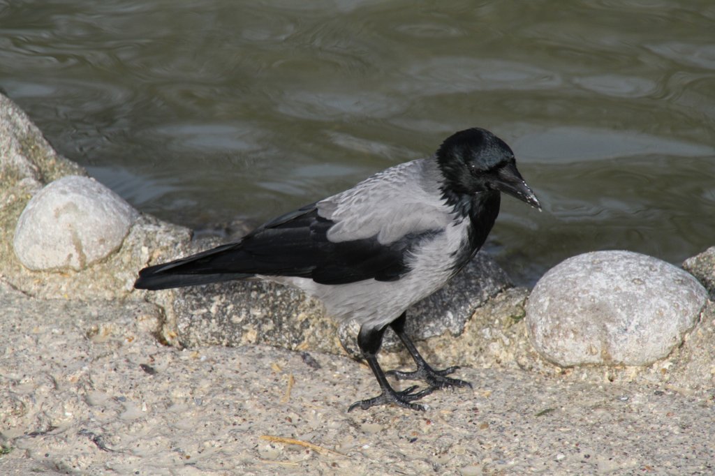 Nebelkrhe (Corvus corone cornix) als schwarzer nichtzahlender Zoobesucher am 25.2.2010 im Zoo Berlin.