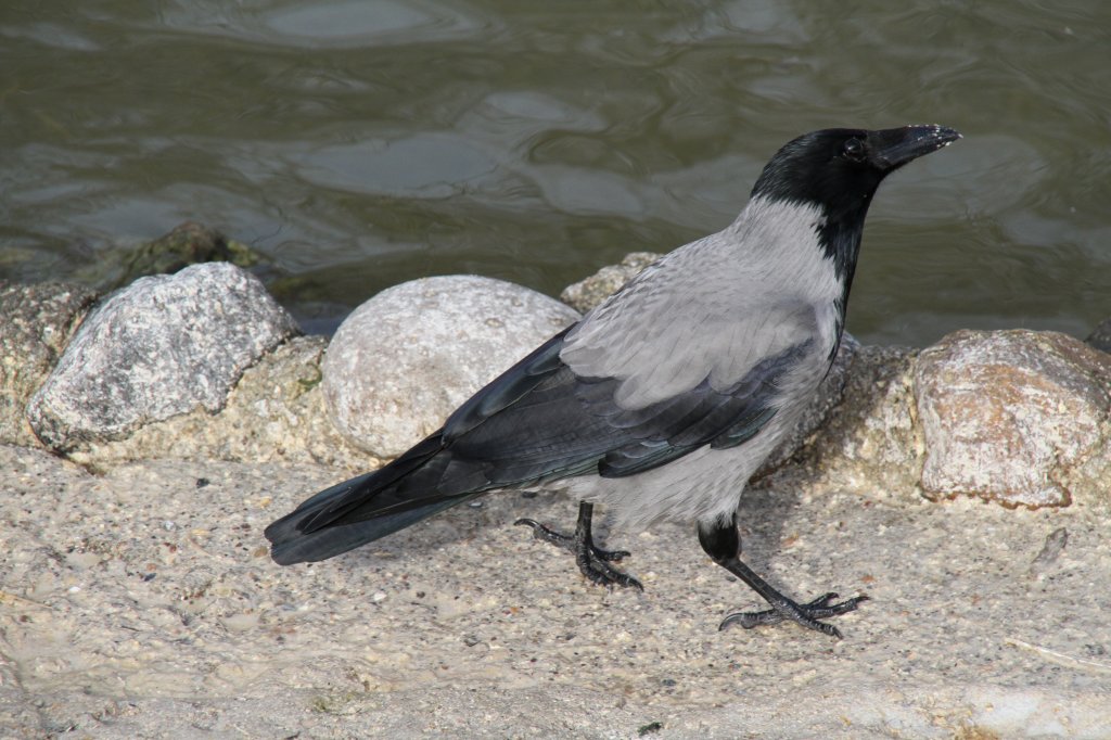 Nebelkrhe (Corvus corone cornix) auf Futtersuche. Zoo Berlin am 25.2.2010.