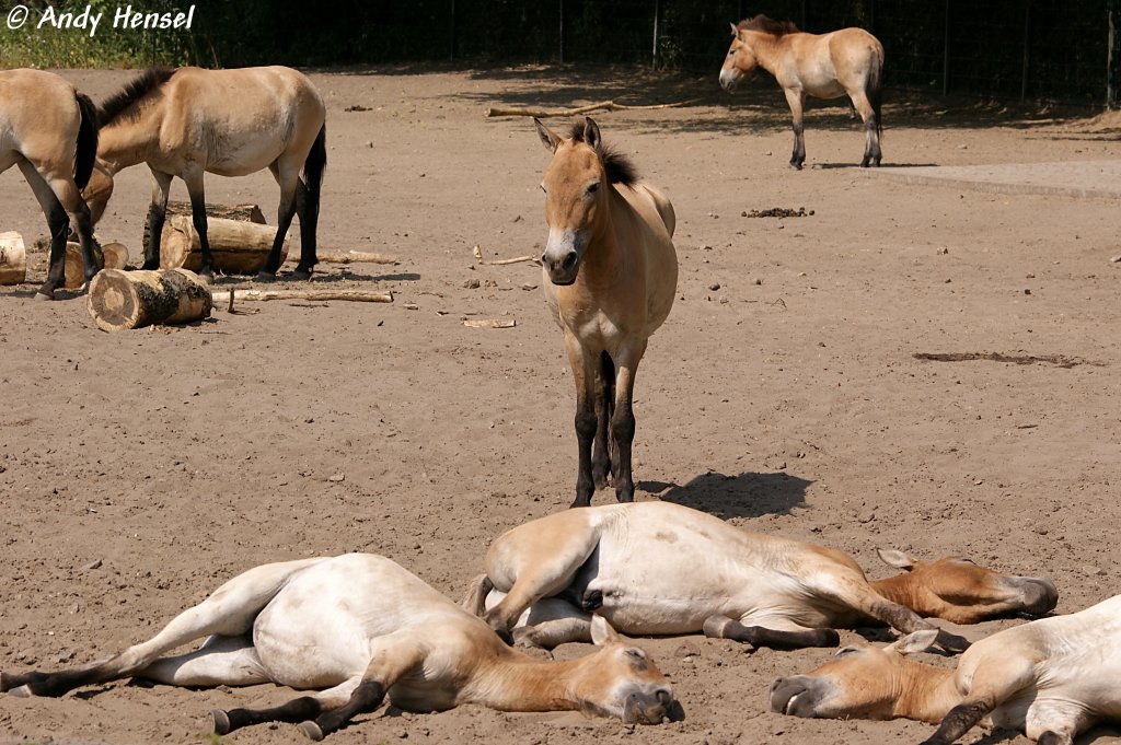 NEIN!!! Keine toten Pferdchen!!! DIE HITZE !!! Da liegen die Przewalski-Pferde lieber.