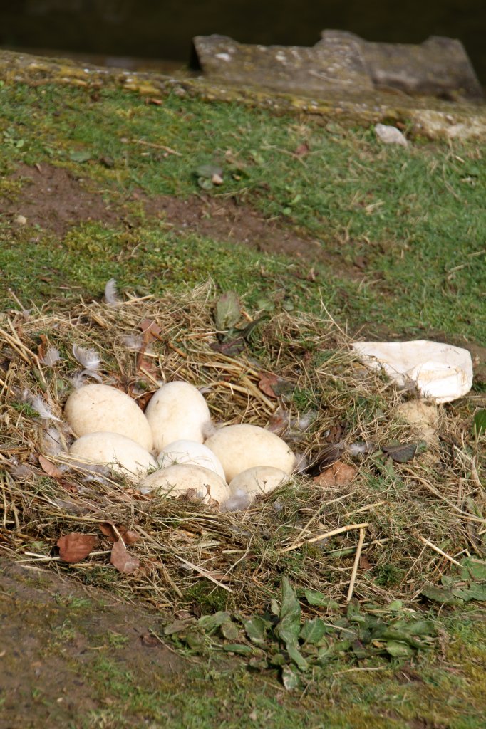 Nest einer Kanadagans. Vogelpark Dielheim-Balzfeld am 14.4.2010.