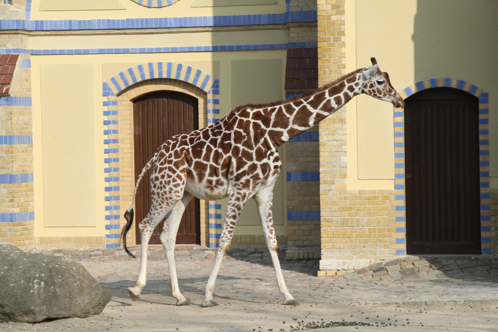 Netzgiraffe (Giraffa camelopardalis reticulata) am 11.3.2010 im Zoo Berlin.