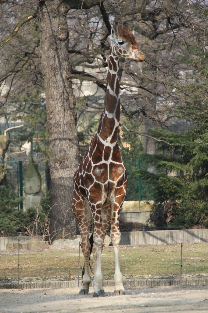 Netzgiraffe (Giraffa camelopardalis reticulata) am 11.3.2010 im Zoo Berlin.