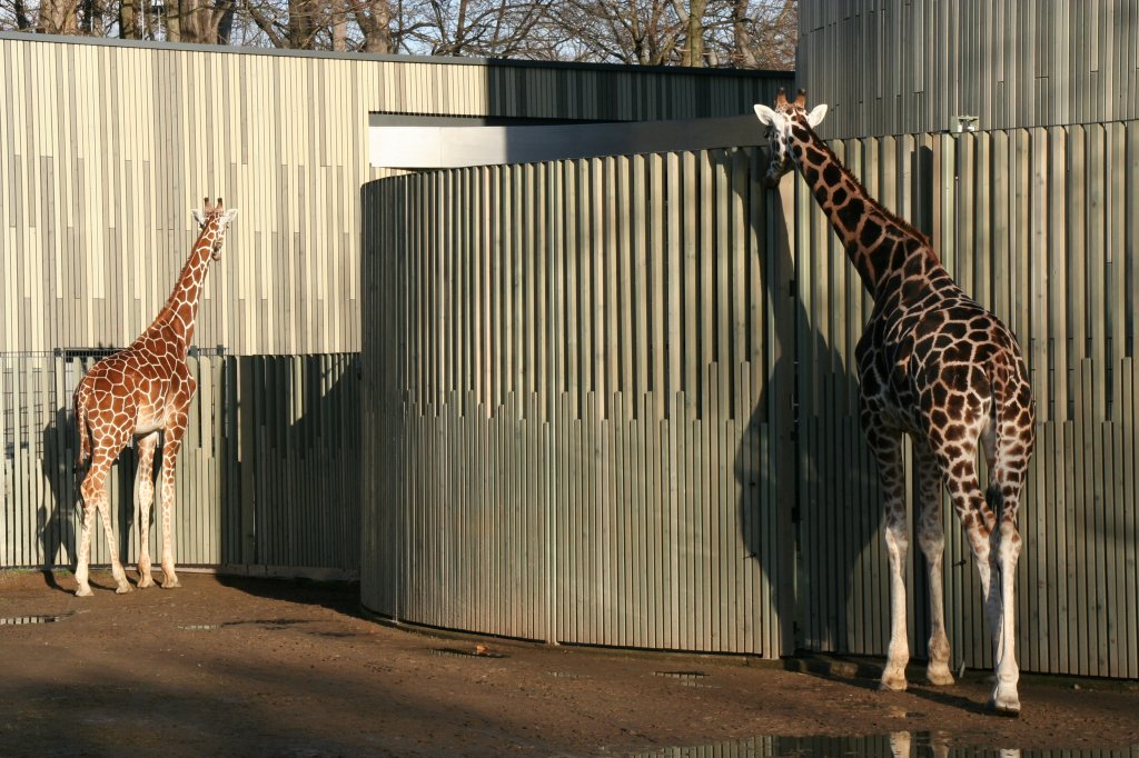 Netzgiraffe  ULEMBO  (links) und Rotschildgiraffe  ABIDEMI  /rechts am 7.12.2009 im Zoo Dresden.