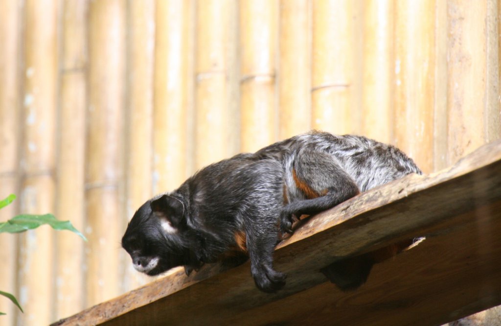 Neugierig nach unten schauender Rotbauchtamarin (Saguinus labiatus) am 7.12.2009 im Zoo Dresden.