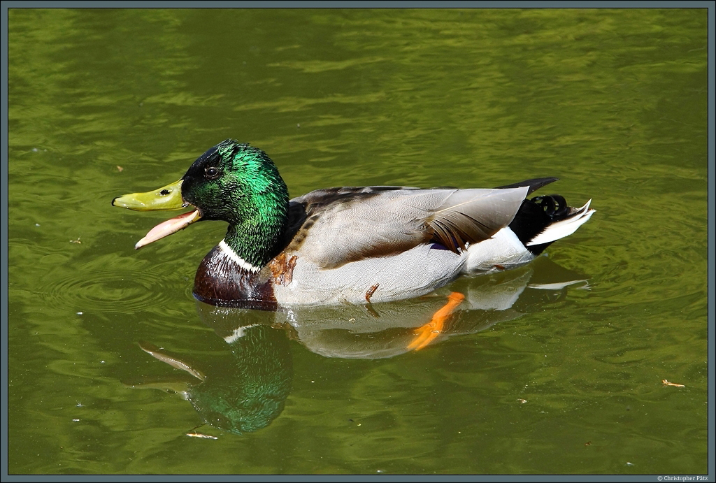 Neugierig nhert sich ein Stockenten-Erpel in der Hoffnung auf Futter. (Bergpark Kassel-Wilhelmshhe, 15.05.2013)