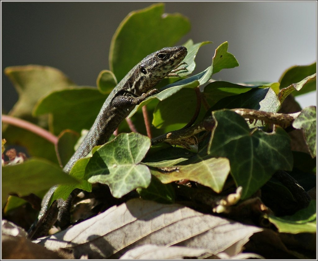 Neugierig schaut die Eidechse ber das Blatt.
(15.03.2012)