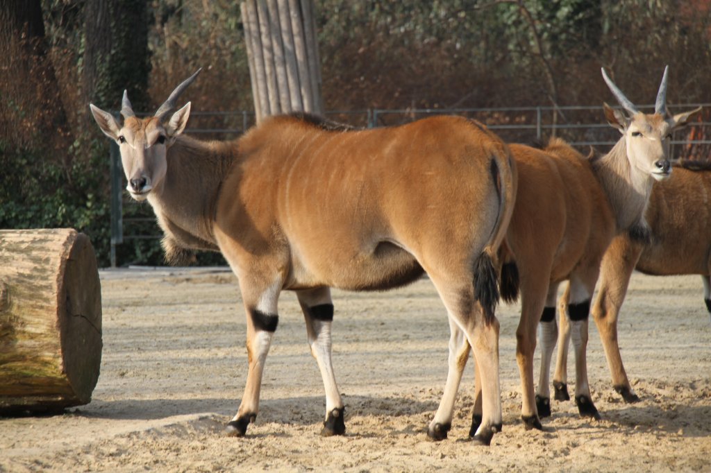 Neugierige Elenantilopen (Taurotragus oryx) am 10.3.2010 im Zoo Berlin.
