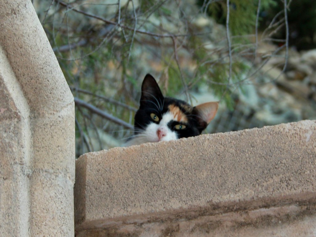 Neugierige Katze auf der Mauer einer Hotelanlage auf Rhodos(GR). 07.10.2011