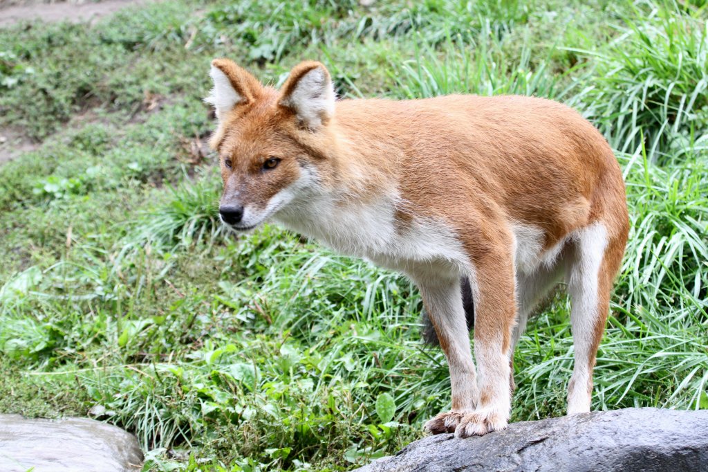 Neugieriger Rothund (Cuon alpinus) am 13.9.2010 im Zoo Toronto. 