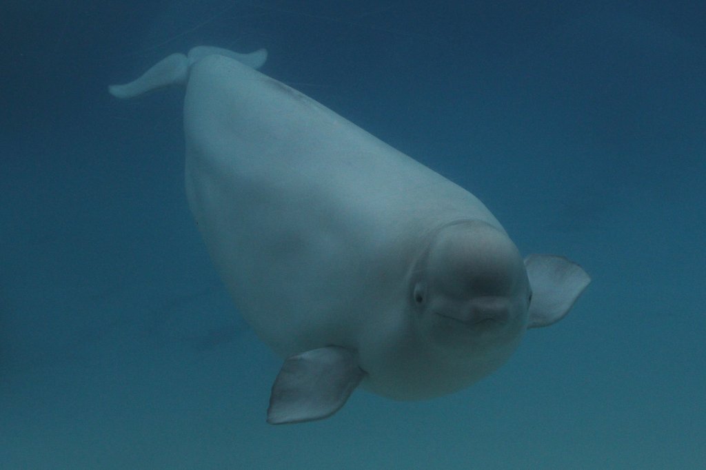 Neugieriger Weiwal (Delphinapterus leucas) am 3.10.2010 im Marineland in Niagara Falls,ON.