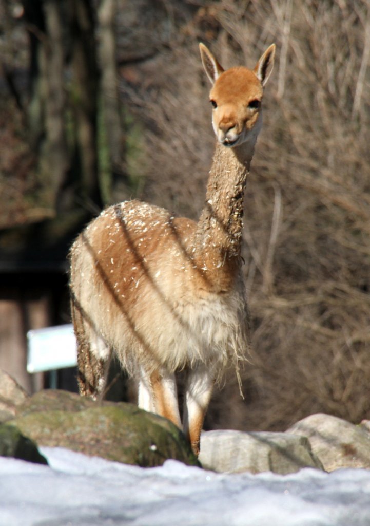 Neugieriges Vikunja (Vicugna vicugna) am 25.2.2010 im Zoo Berlin.