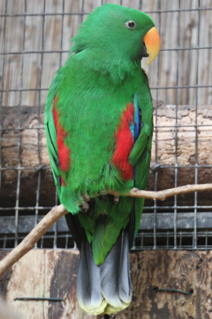 Neuguinea-Edelpapagei (Eclectus roratus polychloros) am 4.6.2010 im Vogelpark Steinen.