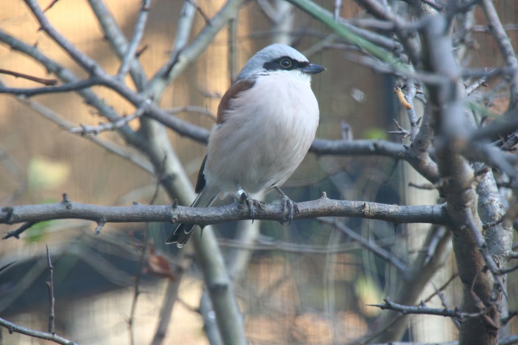 Neuntter oder Dorndreher (Lanius collurio) am 7.12.2009 im Zoo Dresden. Dieser Vogel spiet seine Beute auf Dornen oder Stacheln auf.