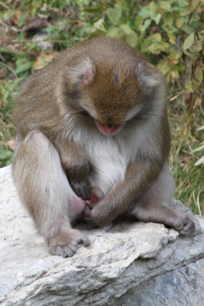 Nicht jugendfrei! Japanmakak (Macaca fuscata) am 18.9.2010 im Zoo Sauvage de Saint-Flicien,QC.  Fr diese Dinge htte er sich besser ein nicht so ffentliches Pltzchen gesucht.